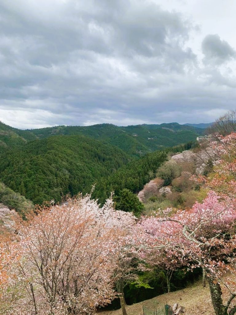 【名古屋発】 4月4日 趣味プラン ～お花見弁当付き～ 日本を代表する桜の絶景！たっぷり3時間滞在する吉野千本桜 結果報告