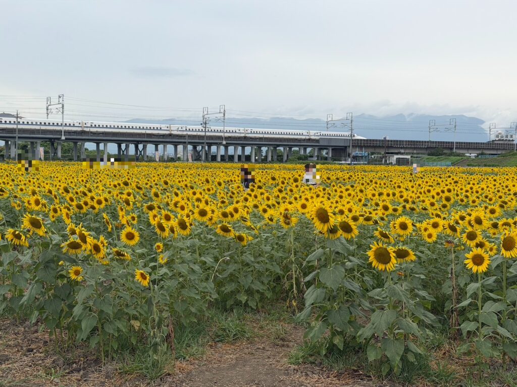 【 名古屋発 】8月12日 近江牛鉄板焼きディナーと14万本の大垣ひまわり畑＆星空鑑賞！結果報告