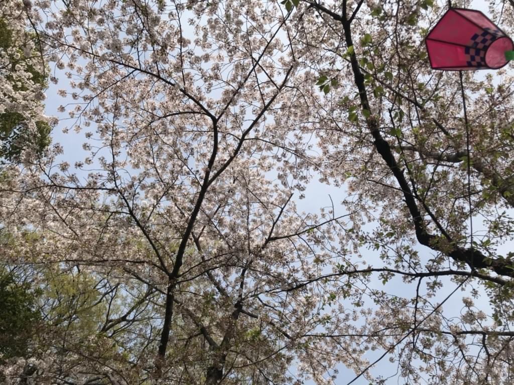 私だからできることきっとあります！桜の下で考えてみました♪
