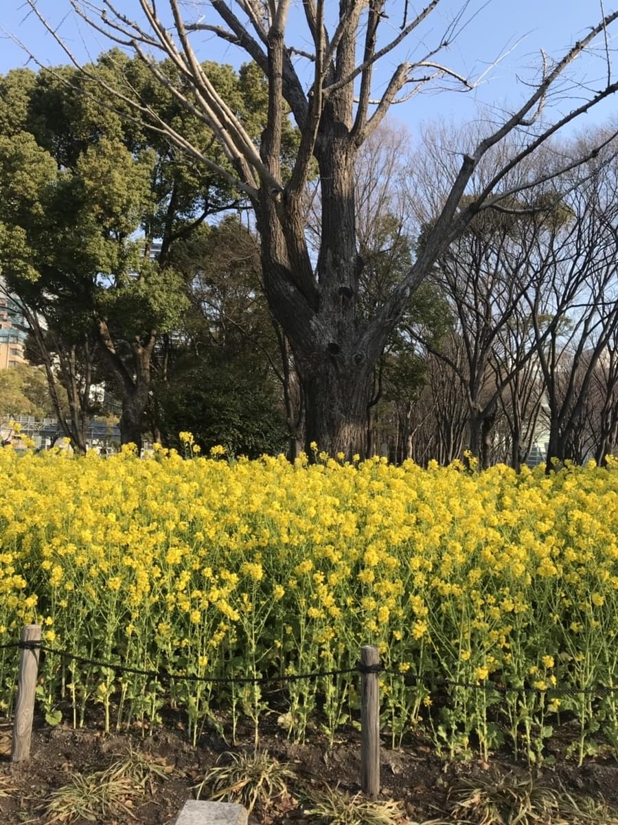 f:id:yumi-sugiura:20190315135039j:plain f:id:yumi-sugiura:20190315135039j:plain