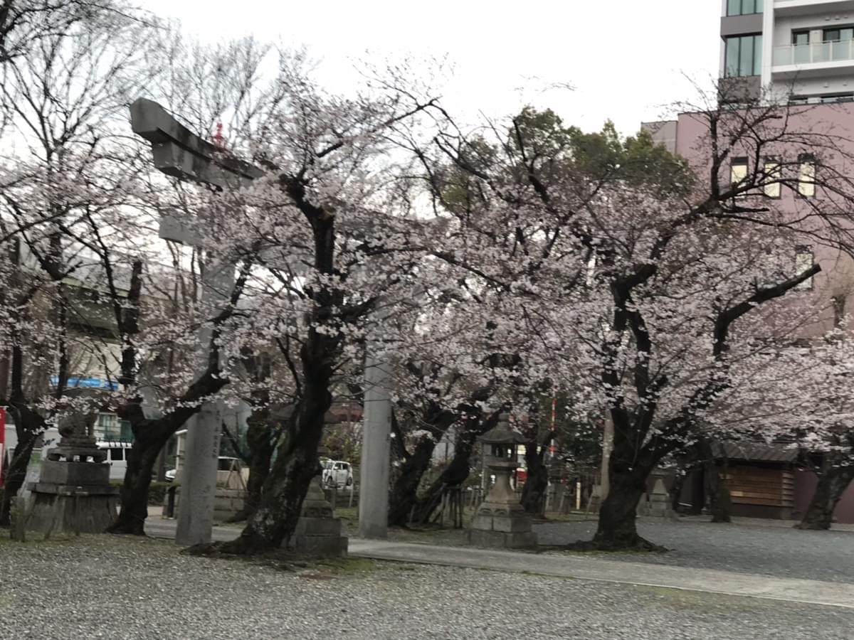 f:id:yumi-sugiura:20190328222759j:plain