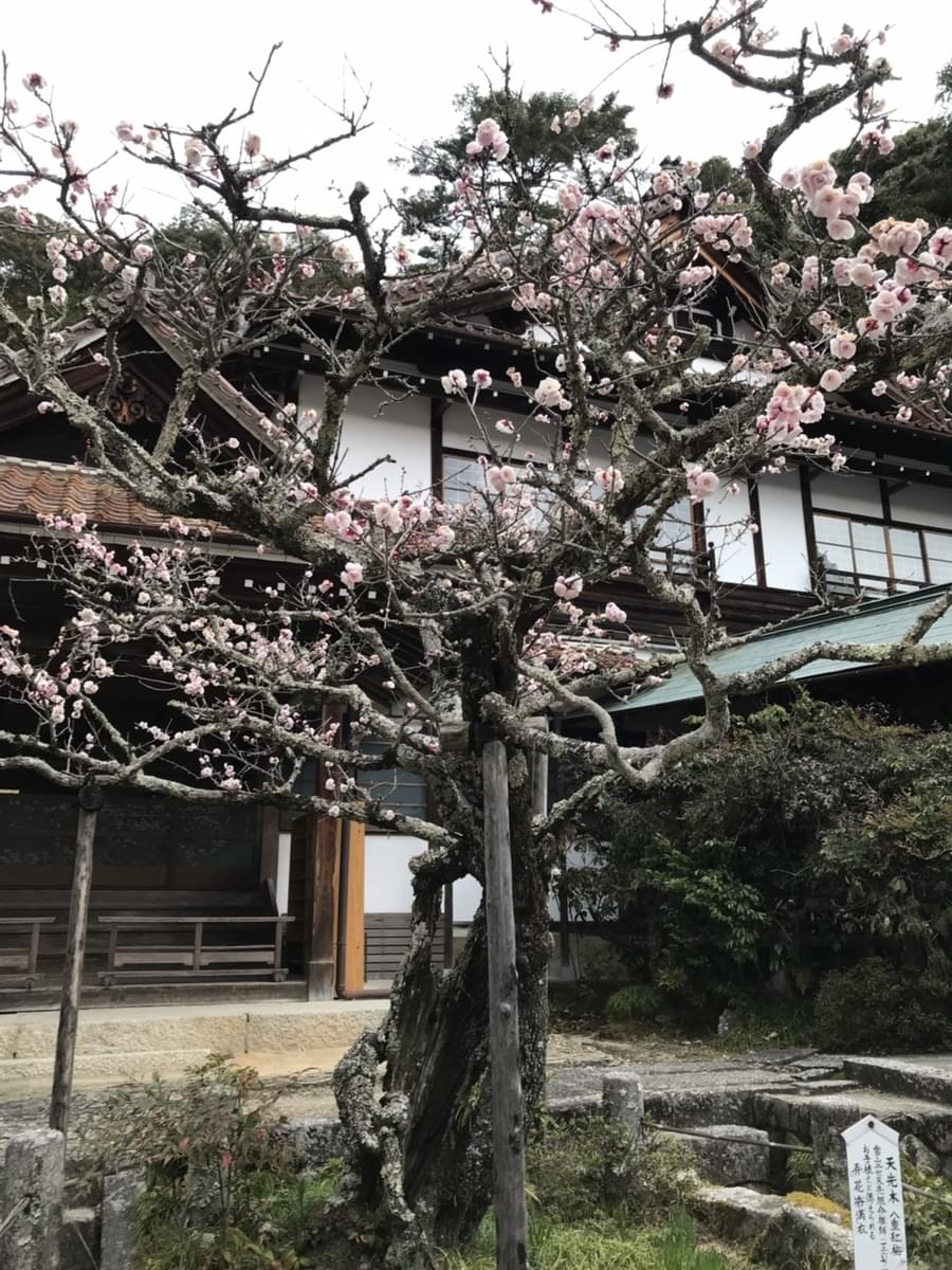 f:id:yumi-sugiura:20190319190039j:plain