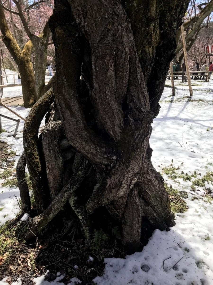 f:id:yumi-sugiura:20190418204342j:plain
