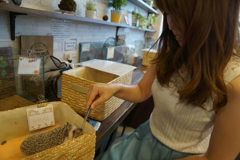 f:id:seikomurasaki2:20180901122501j:plain
