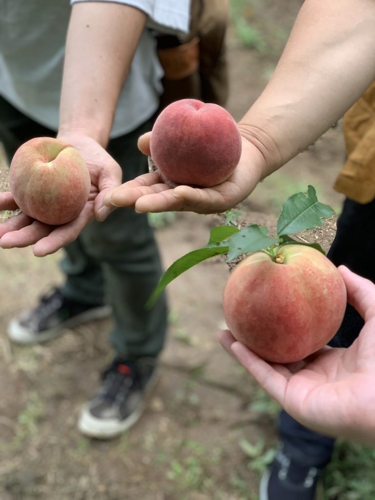 7月11日(日)大阪発「近江牛尽くし食べ放題・桃もぎ取り体験♪♪全長寺でお寺散策」結果報告