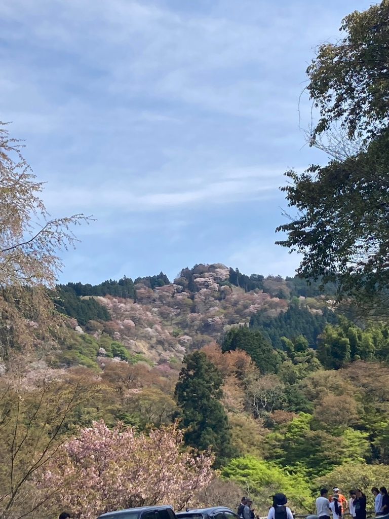 【名古屋発】4月13日（土）たっぷり3時間滞在する吉野千本桜